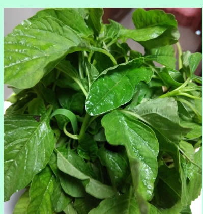 Arai Keerai Seed