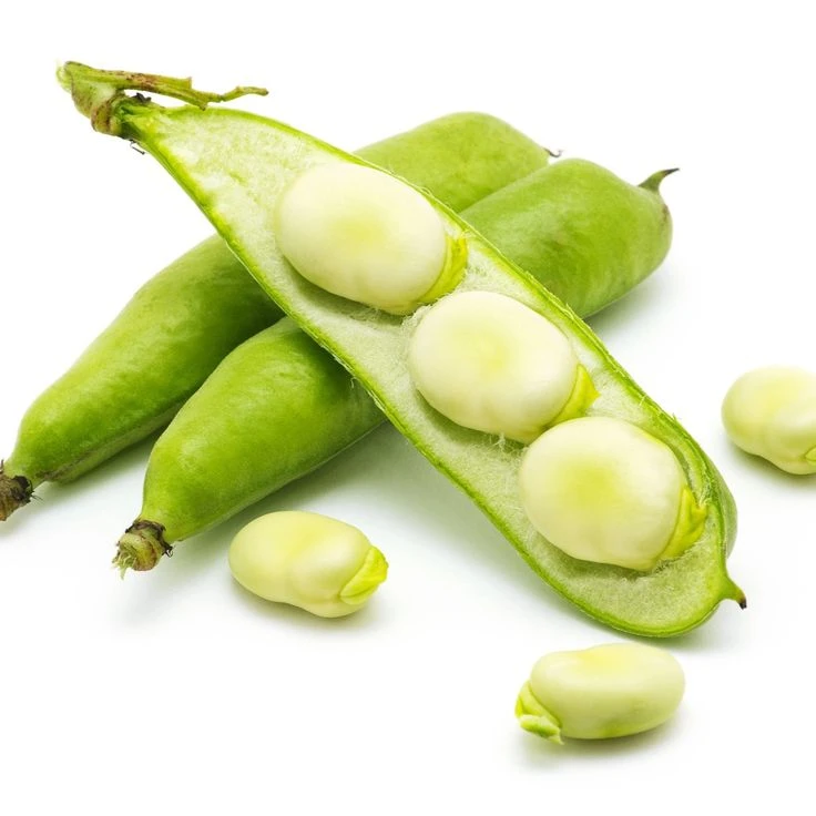 Broad Beans Seed