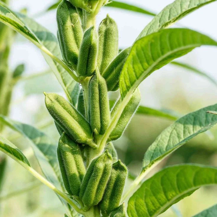 Karamani Seed